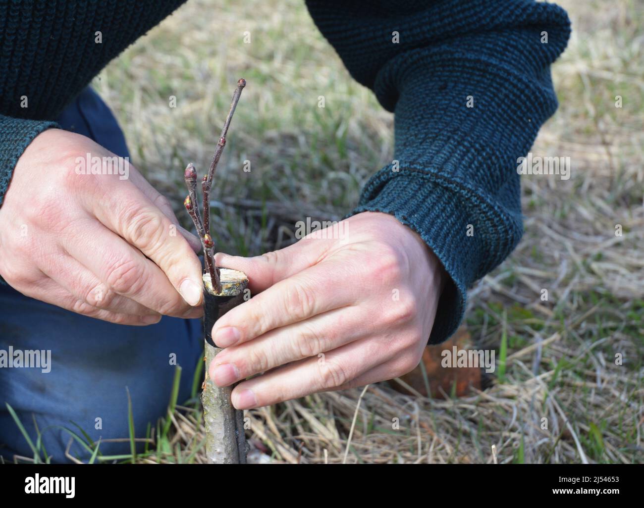 Grafting fruit tree. Close up on gardener man hand grafting apple tree