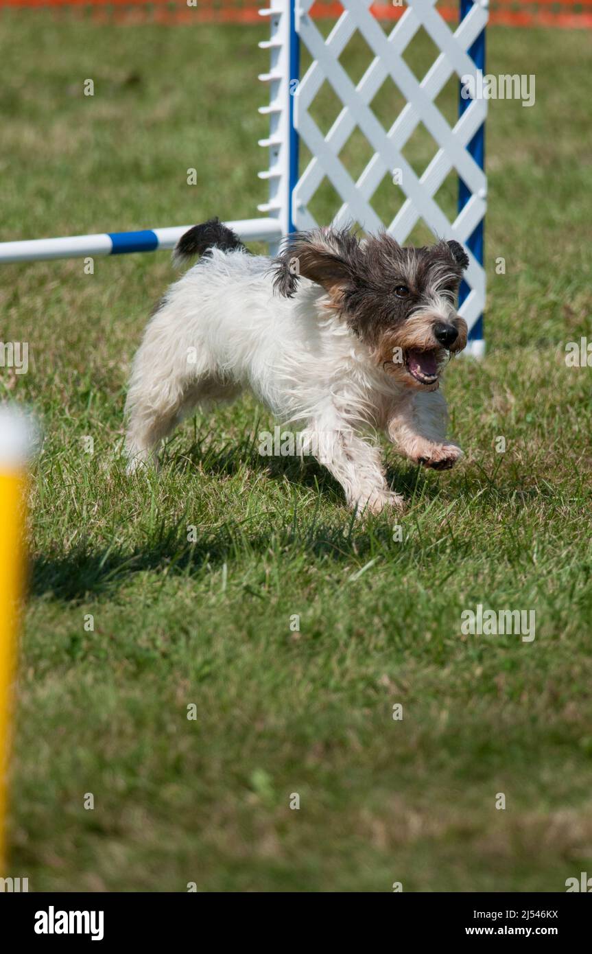 Dog excitedly passing the hurdle in agility Stock Photo