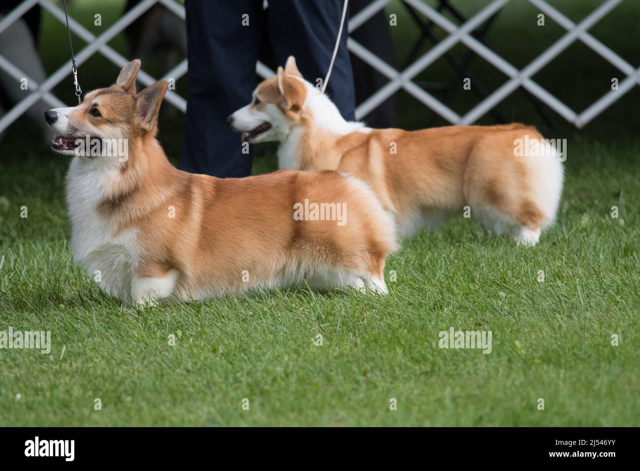 Pembroke Welsh Corgis standing in the dog show ring Stock Photo