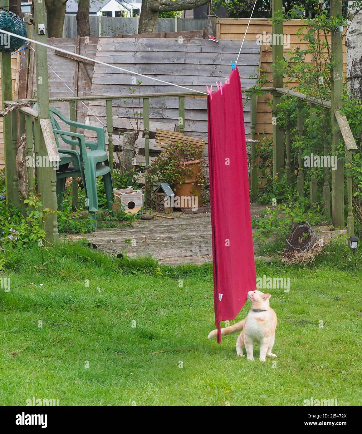 A light ginger cat sniffing a red blanket hanging on a washing line in a garden Stock Photo
