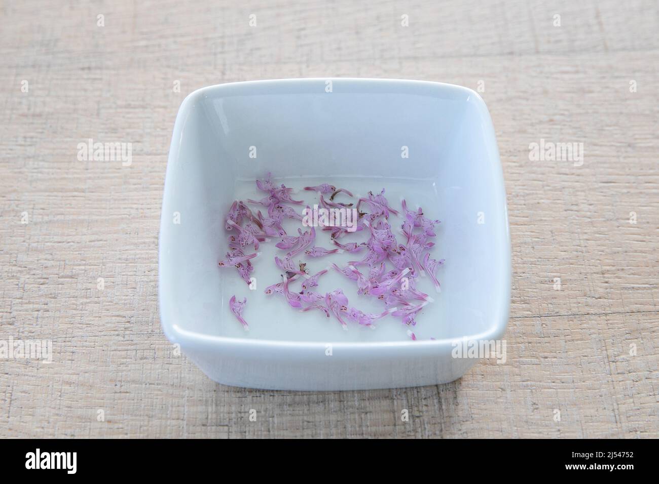 Fresh red dead nettle, lamium purpureum. Fresh flowers, pink flower petals on a kitchen table in a white cup. Hand picked flowers,medicinal Stock Photo