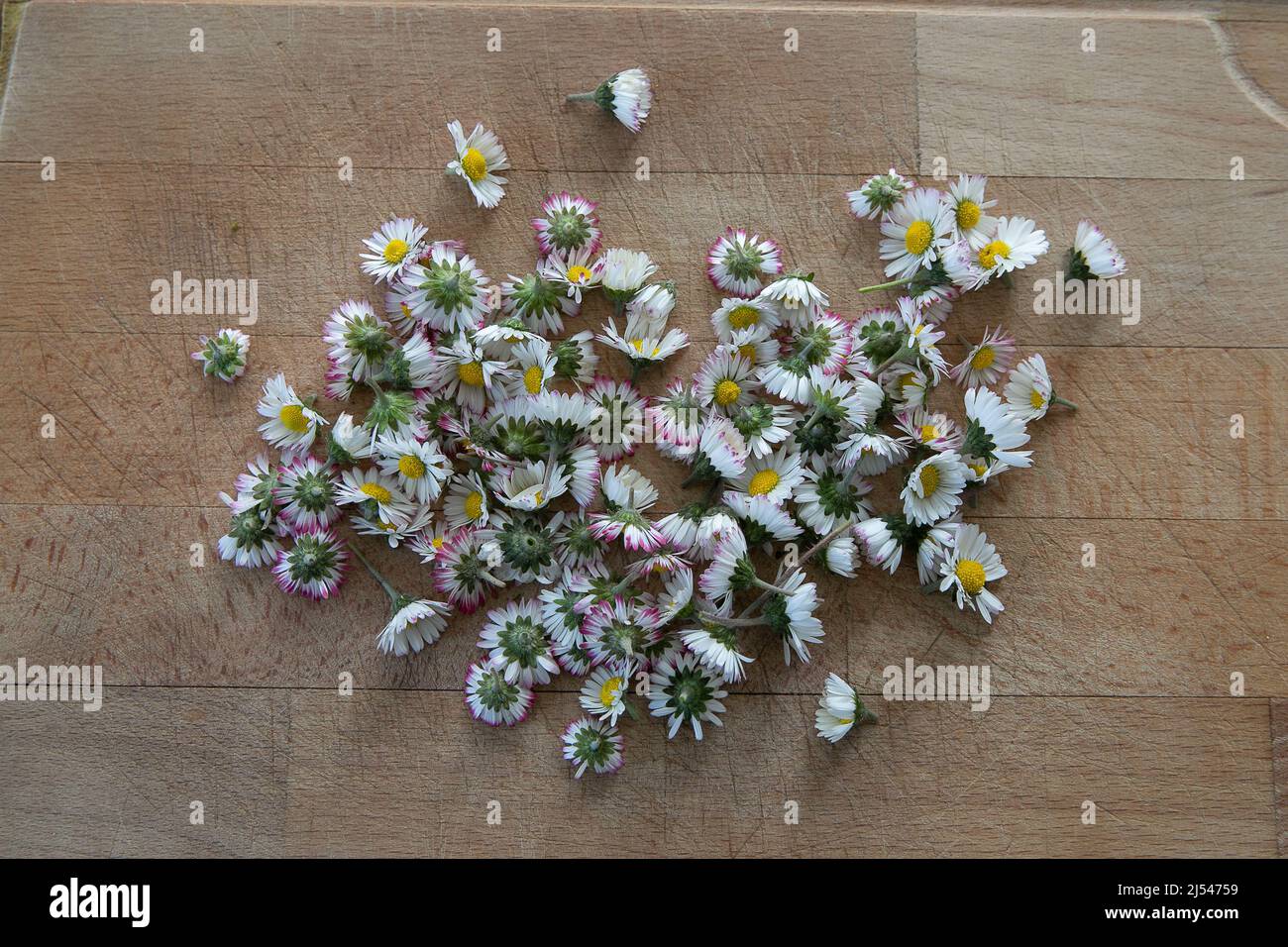 Bellis perennis, english lawn common daisy. Hand picked, fresh flowers on a wooden table ready to be dried and used as a tea. Raw, vegan, healthy Stock Photo