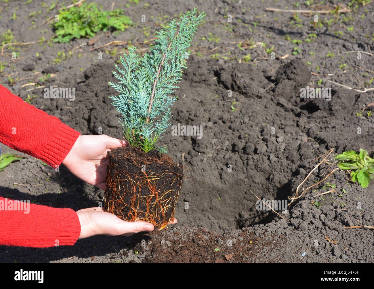 Gardener hand Planting Chamaecyparis lawsoniana Alumii tree sapling. Transplant Port Orford cedar or Lawson cypress with Roots in the soil hole. Stock Photo