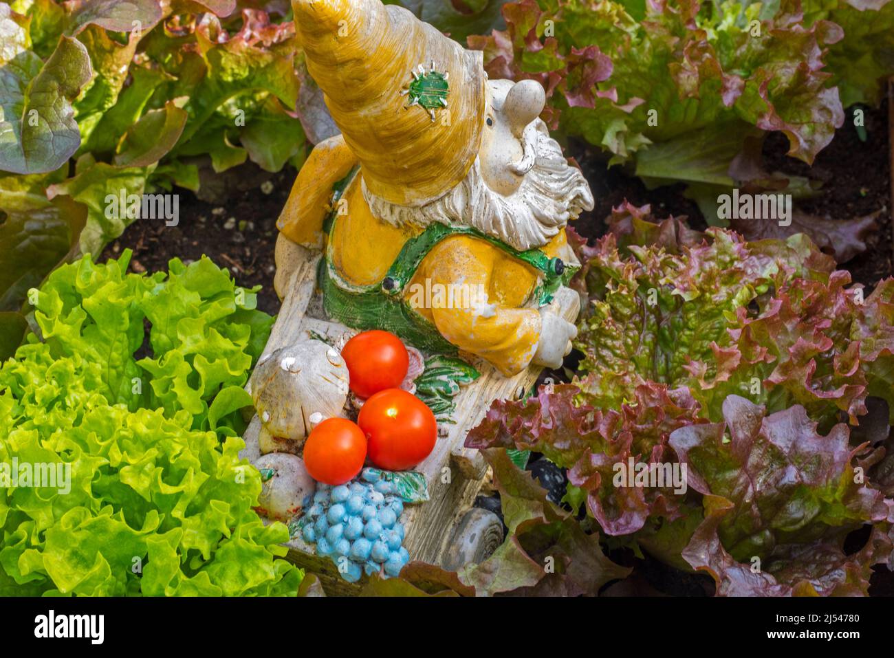 Garden gnome ornament figurine with wheelbarrow among different species of lettuce and vegetables in square foot garden in spring Stock Photo