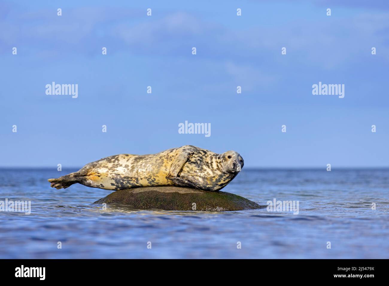 Grey seal / gray seal (Halichoerus grypus) resting on rock in sea Stock Photo