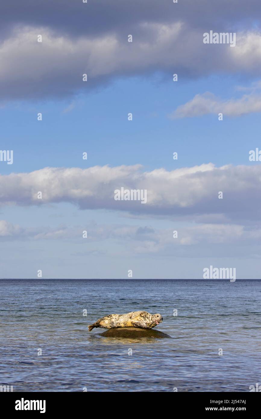 Grey seal / gray seal (Halichoerus grypus) resting on rock in sea Stock Photo