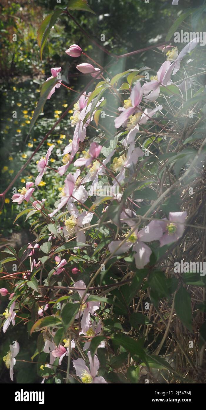 The beautiful clematis plant flowering with a profusion of pale pink blooms Stock Photo