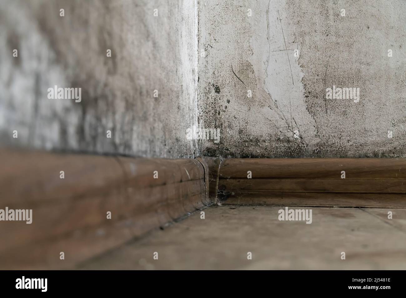 Black mold in the corner of the room wall, closeup, copy space Stock