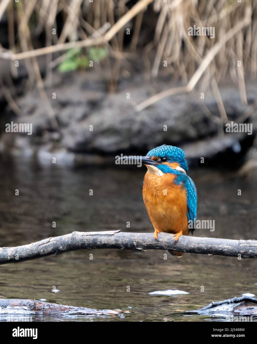Kingfisher Perched Stock Photo