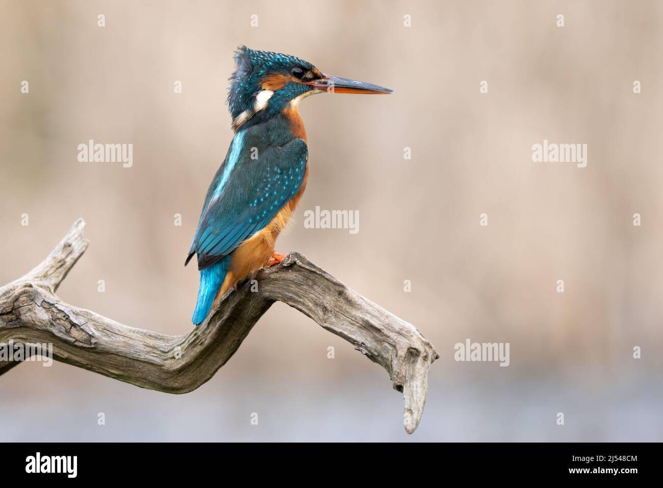 Kingfisher Perched Stock Photo
