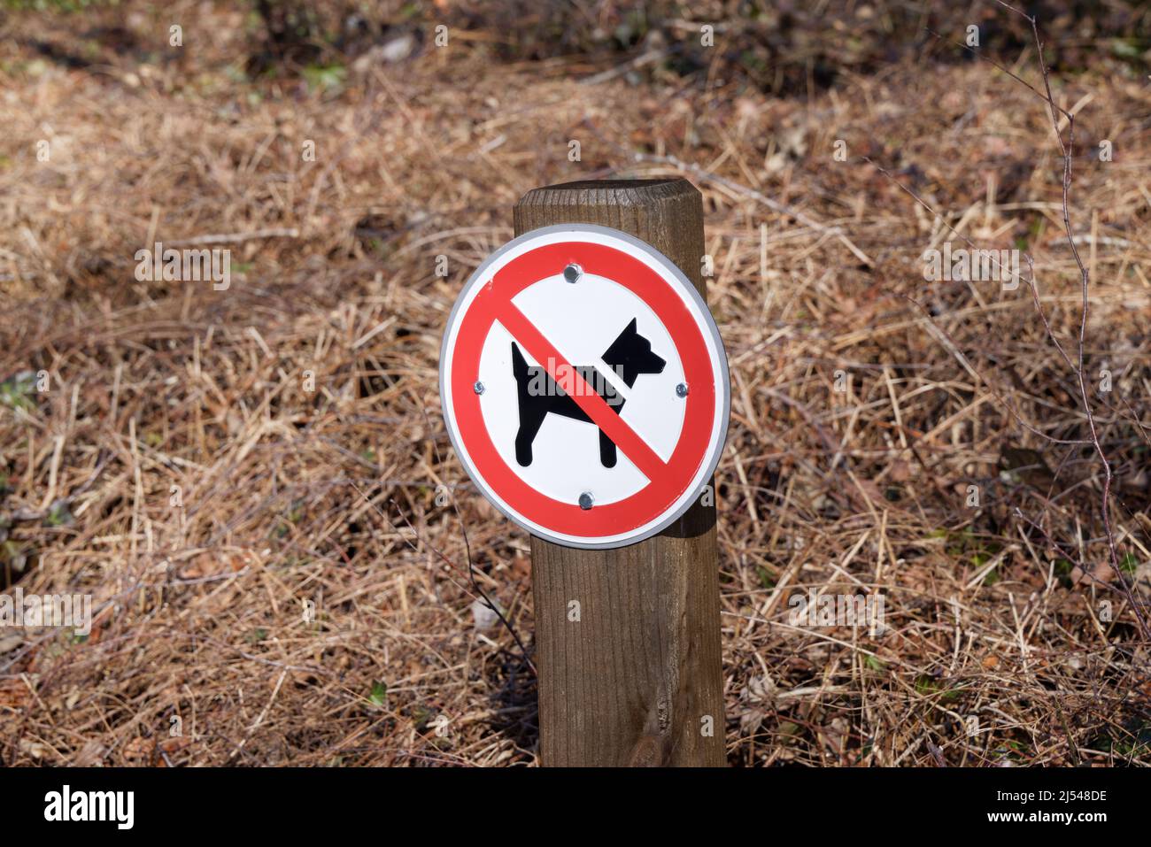 no dog zone: red and white no dog sign, animals are not allowed in this area because of dog excrement, pollution, autumn day sunshine Stock Photo