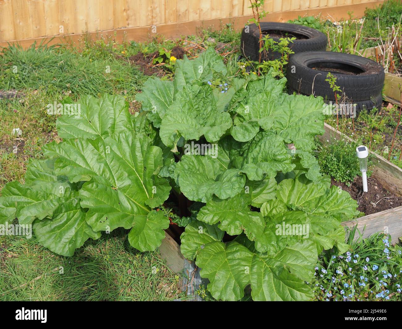 Fresh green leaves on a large rhubarb plant during the spring Stock Photo