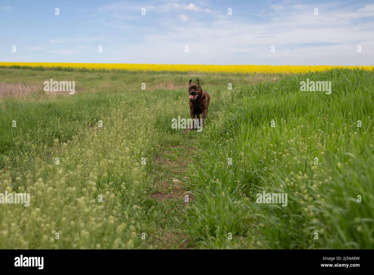 Brown dog running on the grass. Serbian Defense Dog Stock Photo Alamy