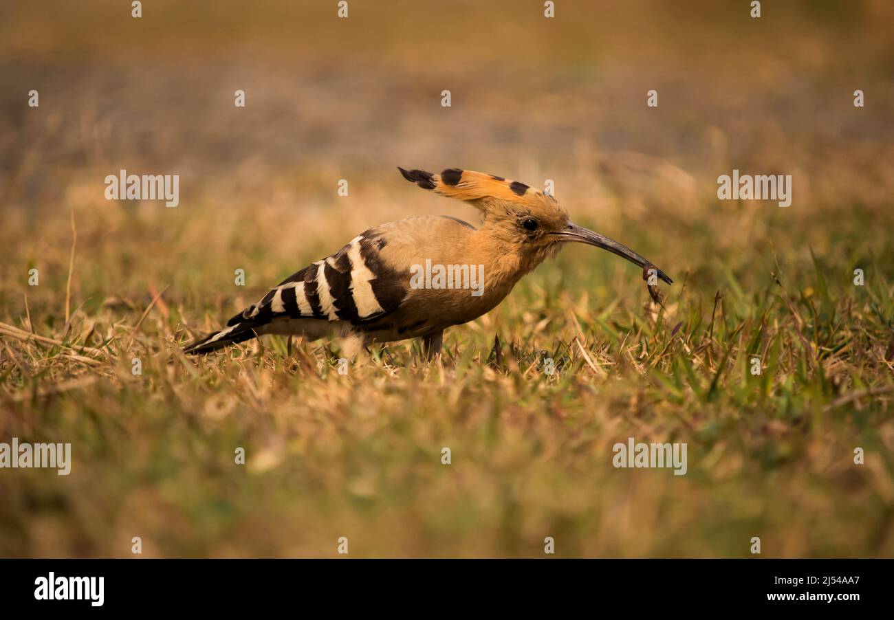 Common hoopoe or African hoopoe, Eurasian hoopoe, Madagascar, Saint Helena hoopoe finding his