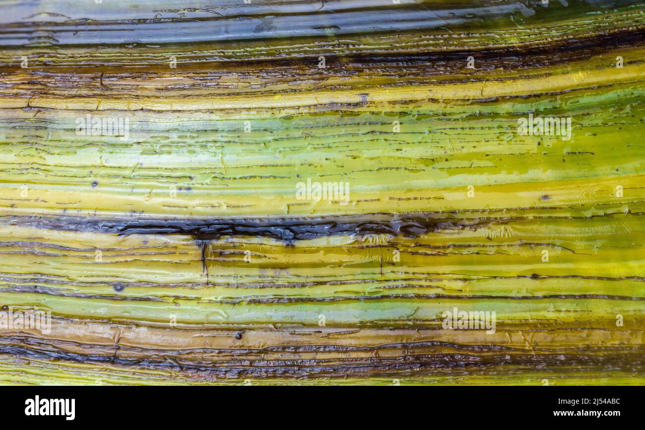 Colored outside shell texture of blue mussel, Mytilus edulis. Animal ...