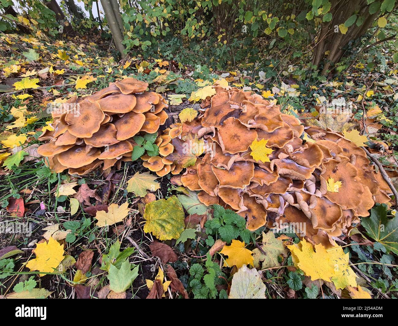 honey fungus (Armillaria mellea), many fruiting bodies amidst autumn leaves, Germany Stock Photo