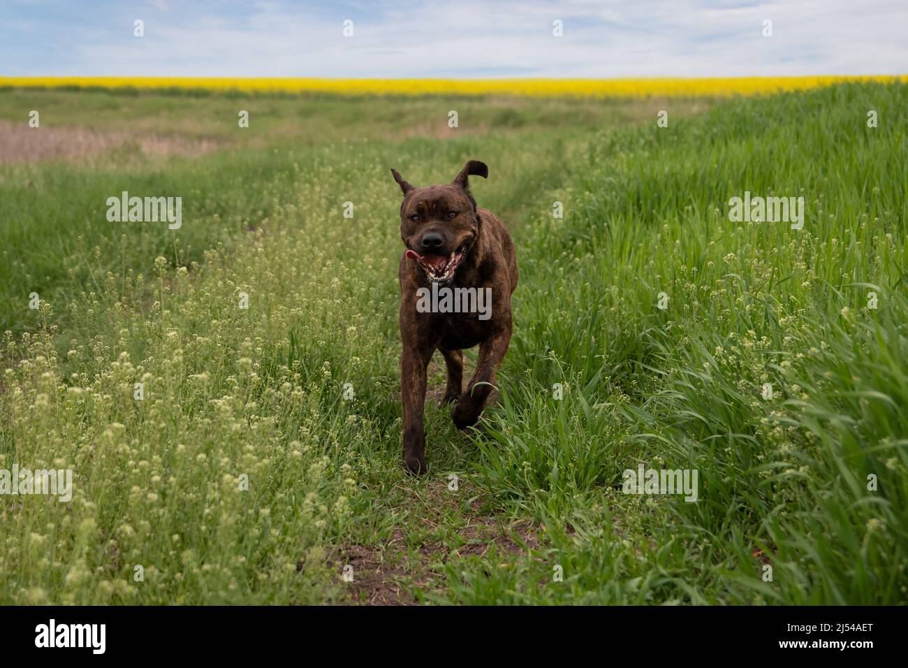 Brown dog running on the grass. Serbian Defense Dog Stock Photo Alamy