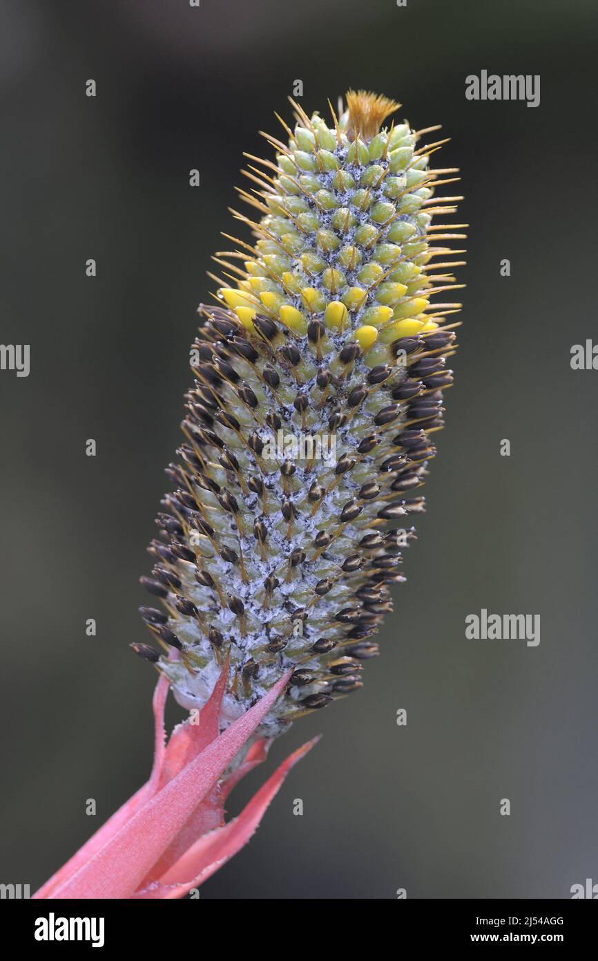 Aechmea (Aechmea pineliana), inflorescence, Brazil Stock Photo