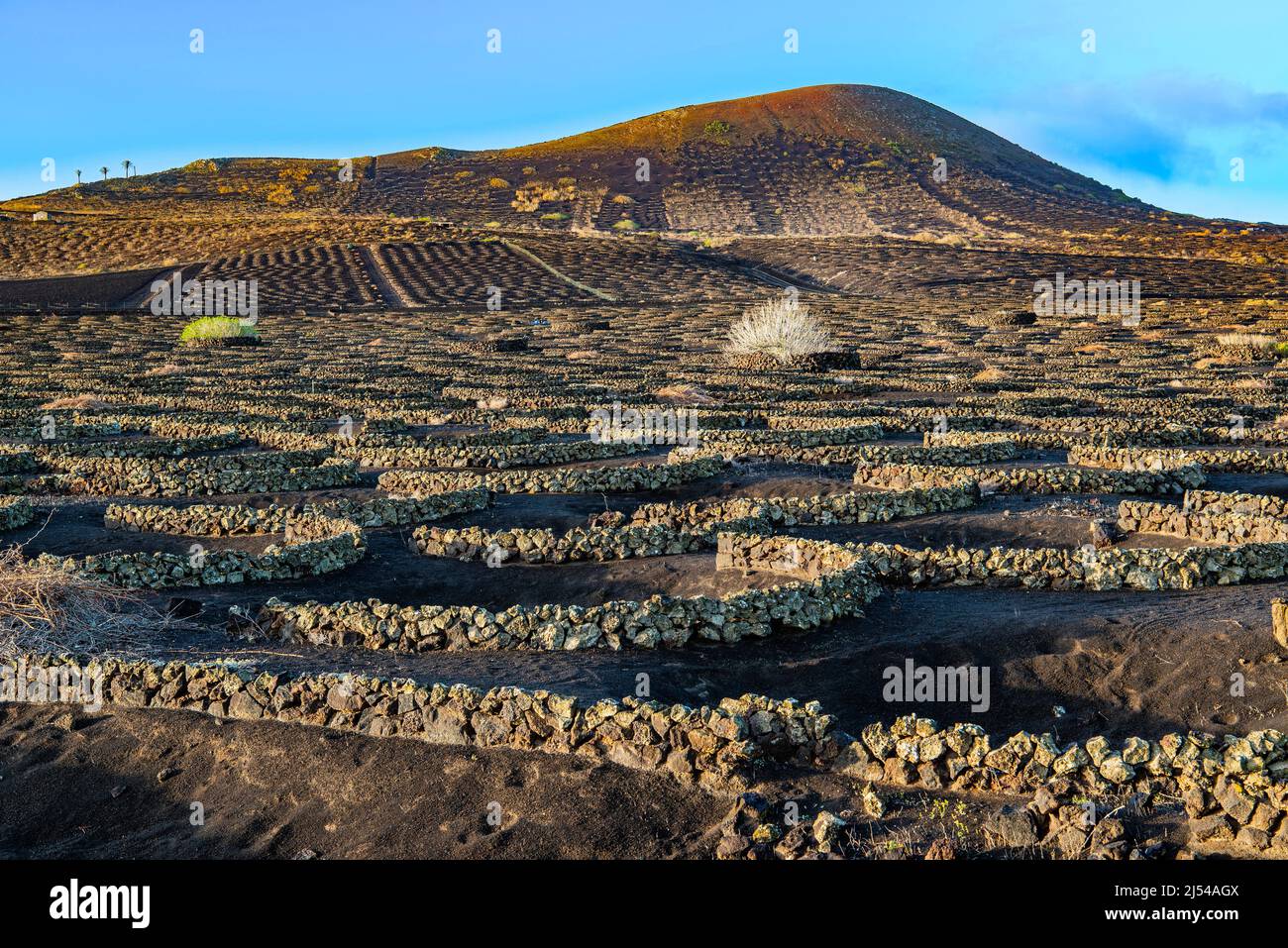 Grapevines with walls made of lava rocks in morning mist, vine cultivation on volcanic ash, dry cultivation method, Canary Islands, Lanzarote, La Stock Photo
