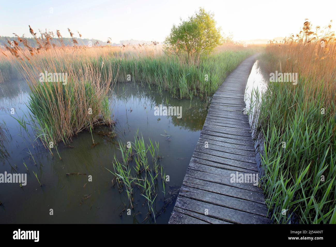 Raised wooden walkway through marshland, Belgium, Vlaams-Brabant, Het Vinne, Zoutleeuw Stock Photo