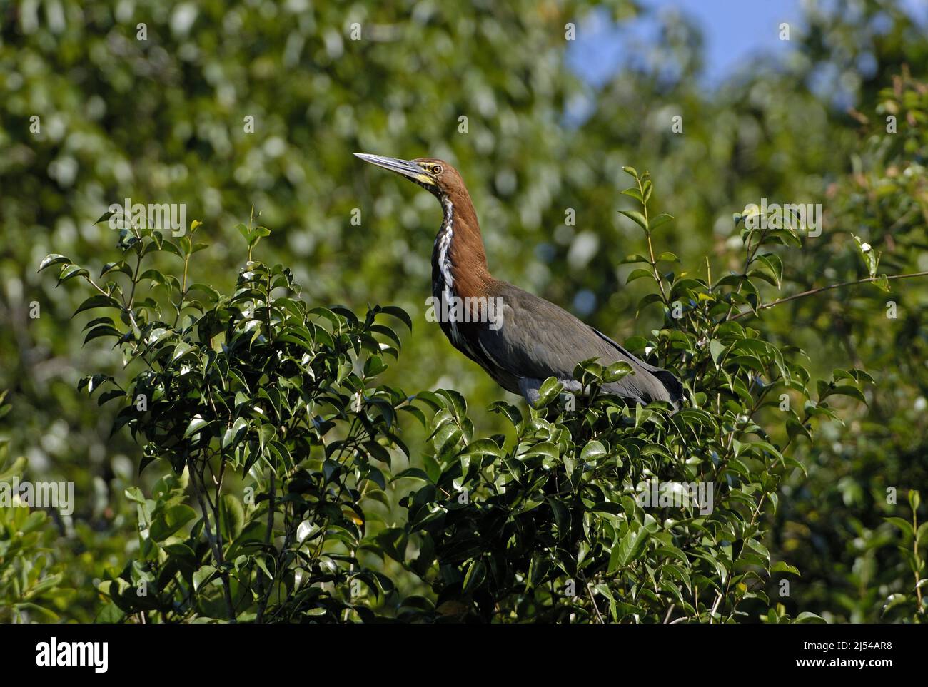 rufescent tiger heron (Tigrisoma lineatum), perched on a tree, Brazil, Pantanal Stock Photo