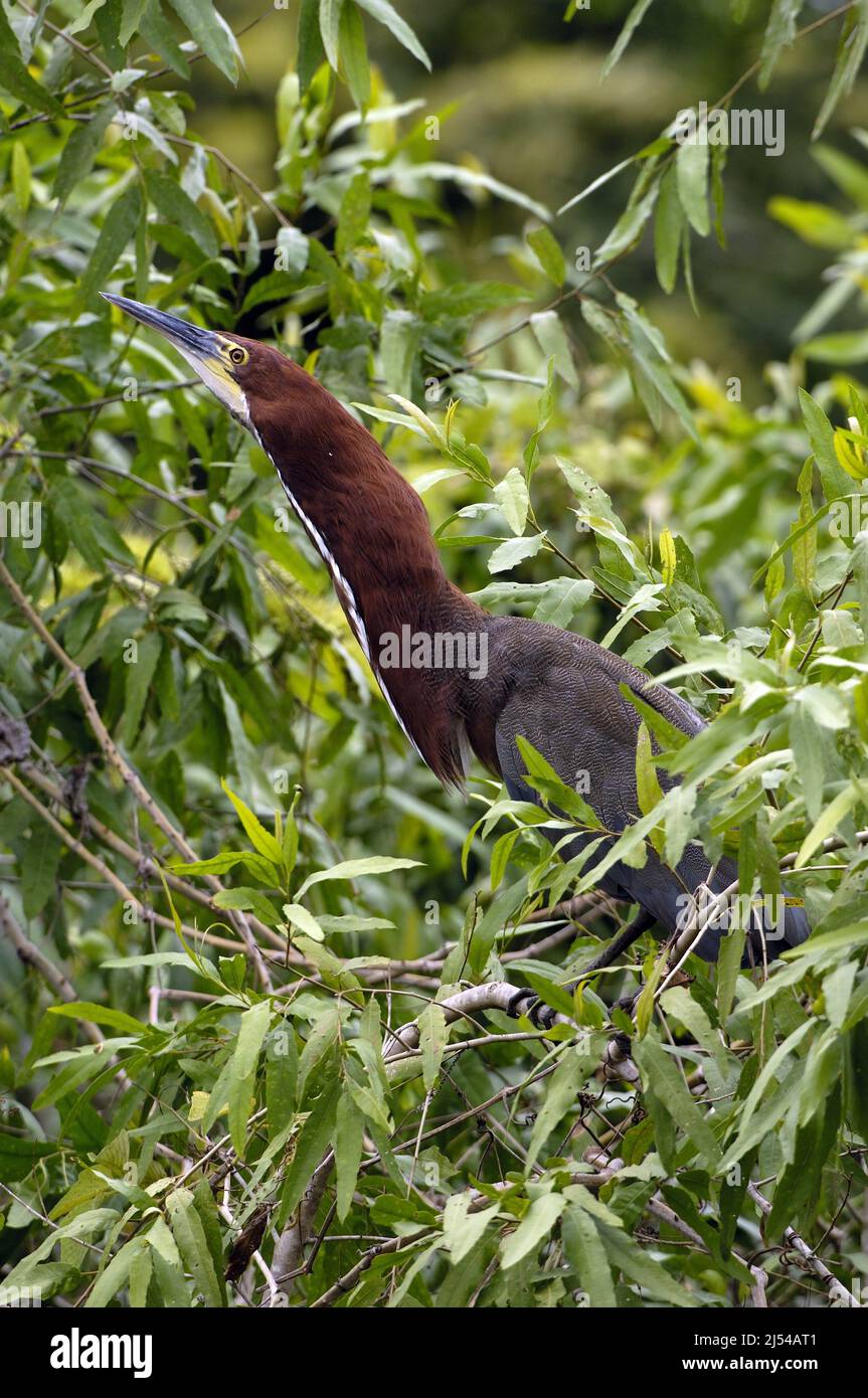 rufescent tiger heron (Tigrisoma lineatum), perched on a branch, Brazil, Pantanal Stock Photo