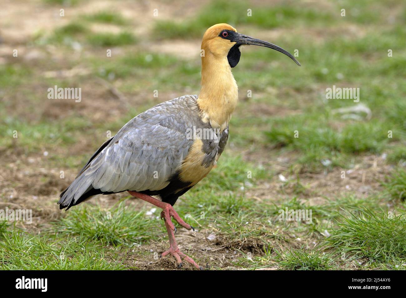 black-faced ibis (Theristicus melanopis), walks in a meadow Stock Photo