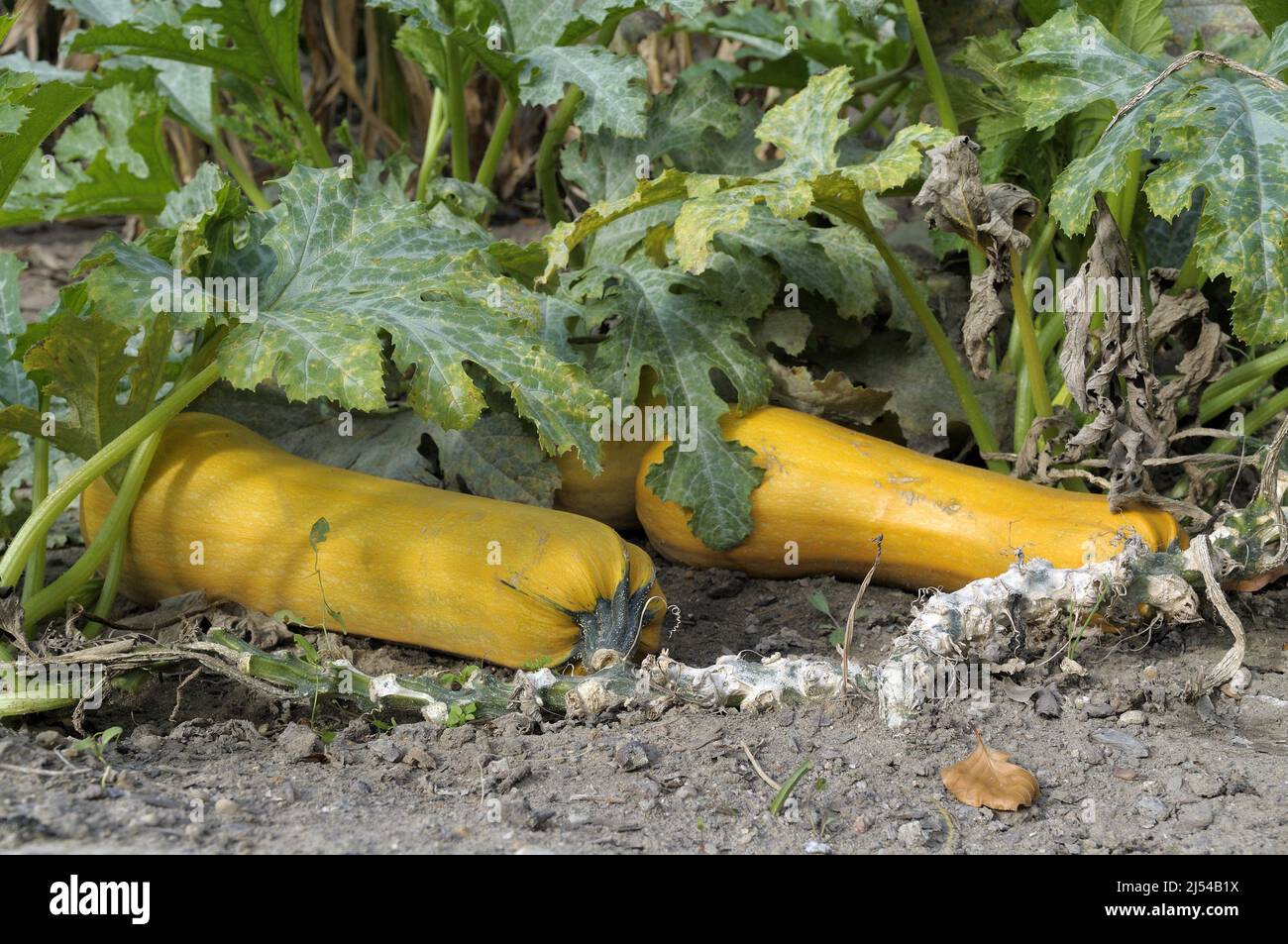 courgette, zucchini (Cucurbita pepo var. giromontiia, Cucurbita pepo subsp. pepo convar. giromontiina), large yellow courgettes at the plant, Germany Stock Photo