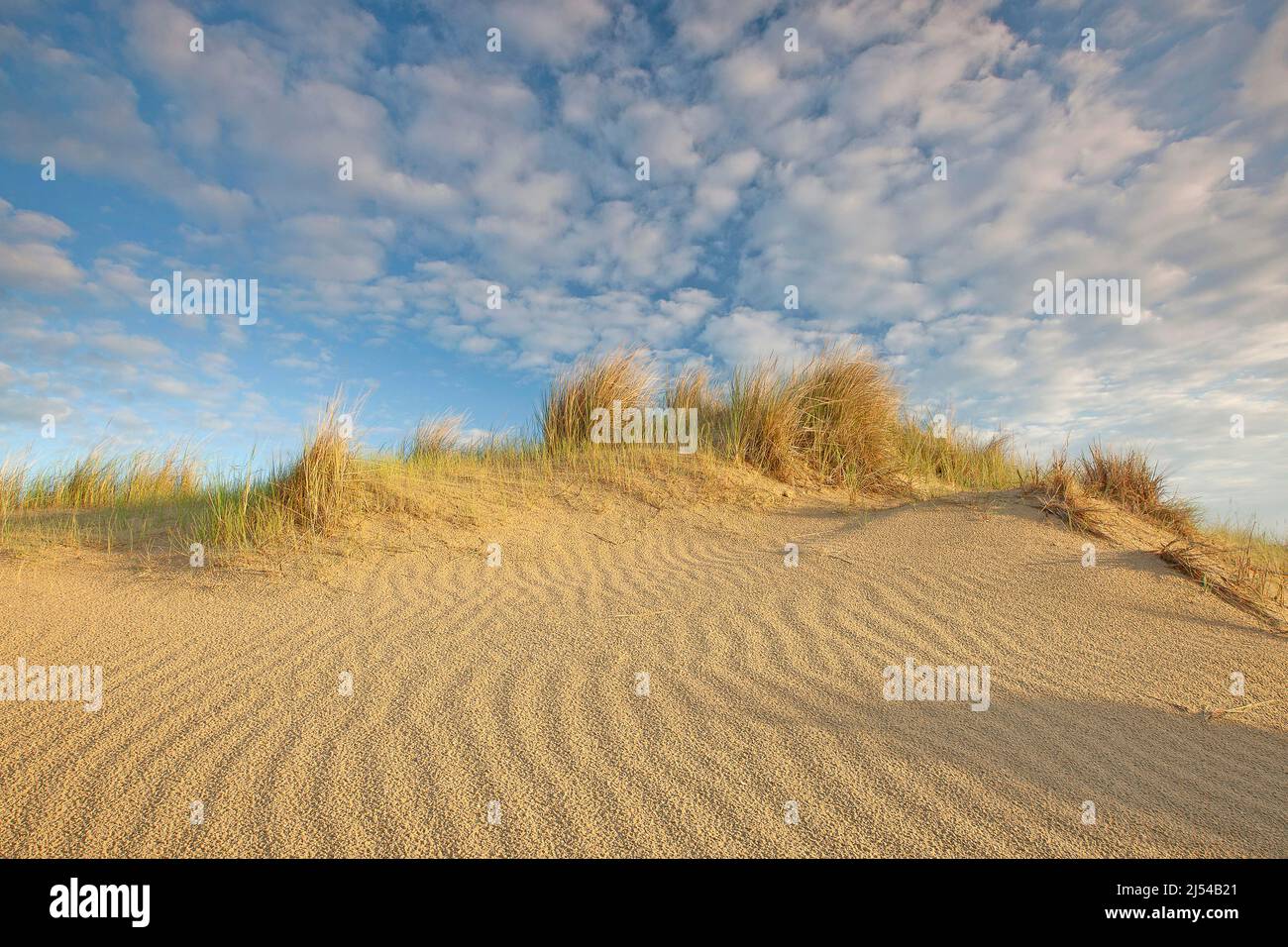beach grass, European beachgrass, marram grass, psamma, sea sand-reed (Ammophila arenaria), growing on a dune at the coast, Belgium, West Flanders, Stock Photo