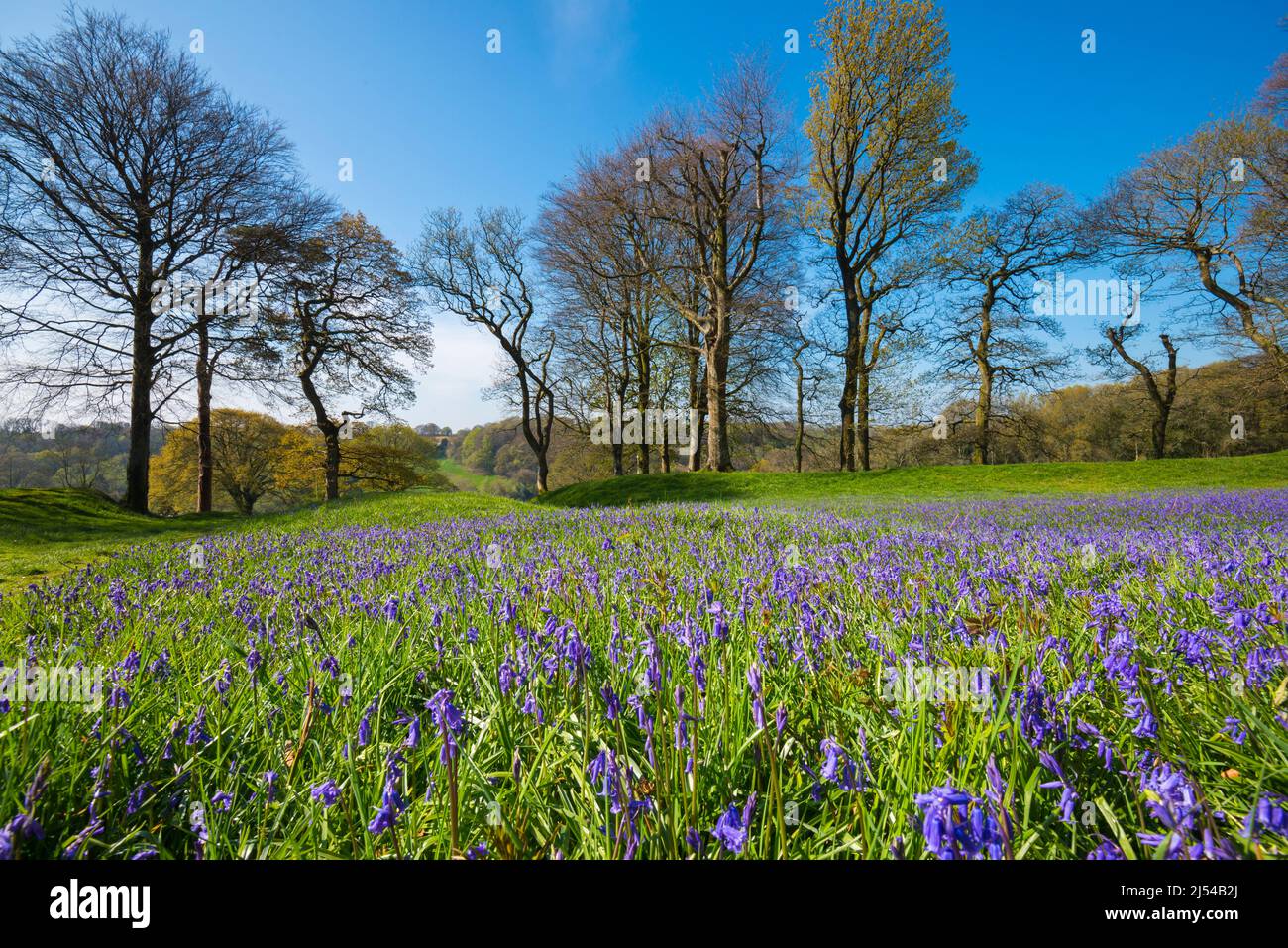 Blackbury Camp, Devon, UK.  20th April 2022.  UK Weather.  A carpet of bluebells in bloom at Blackbury Camp near Sidmouth in Devon on a day of hot spring sunshine and clear blue skies.  Picture Credit: Graham Hunt/Alamy Live News Stock Photo