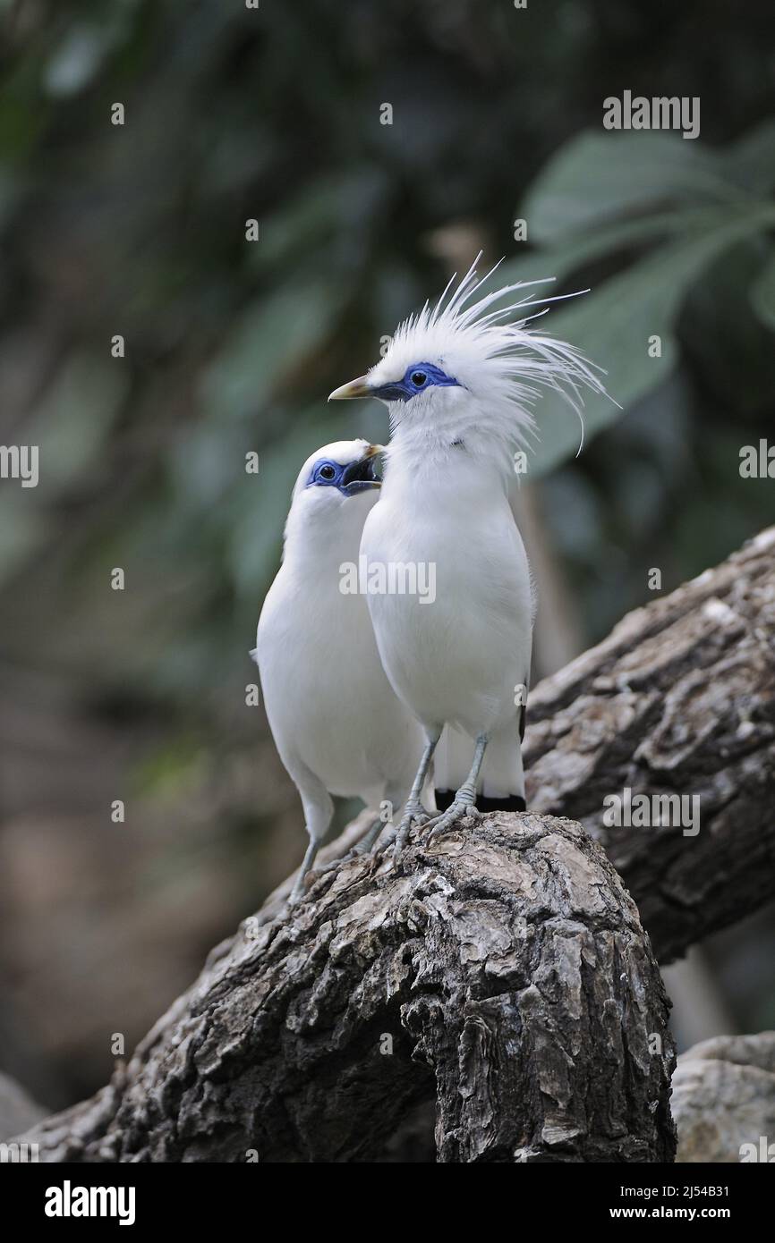Rothschild's mynah (Leucopsar rothschildi), male and female Stock Photo Alamy