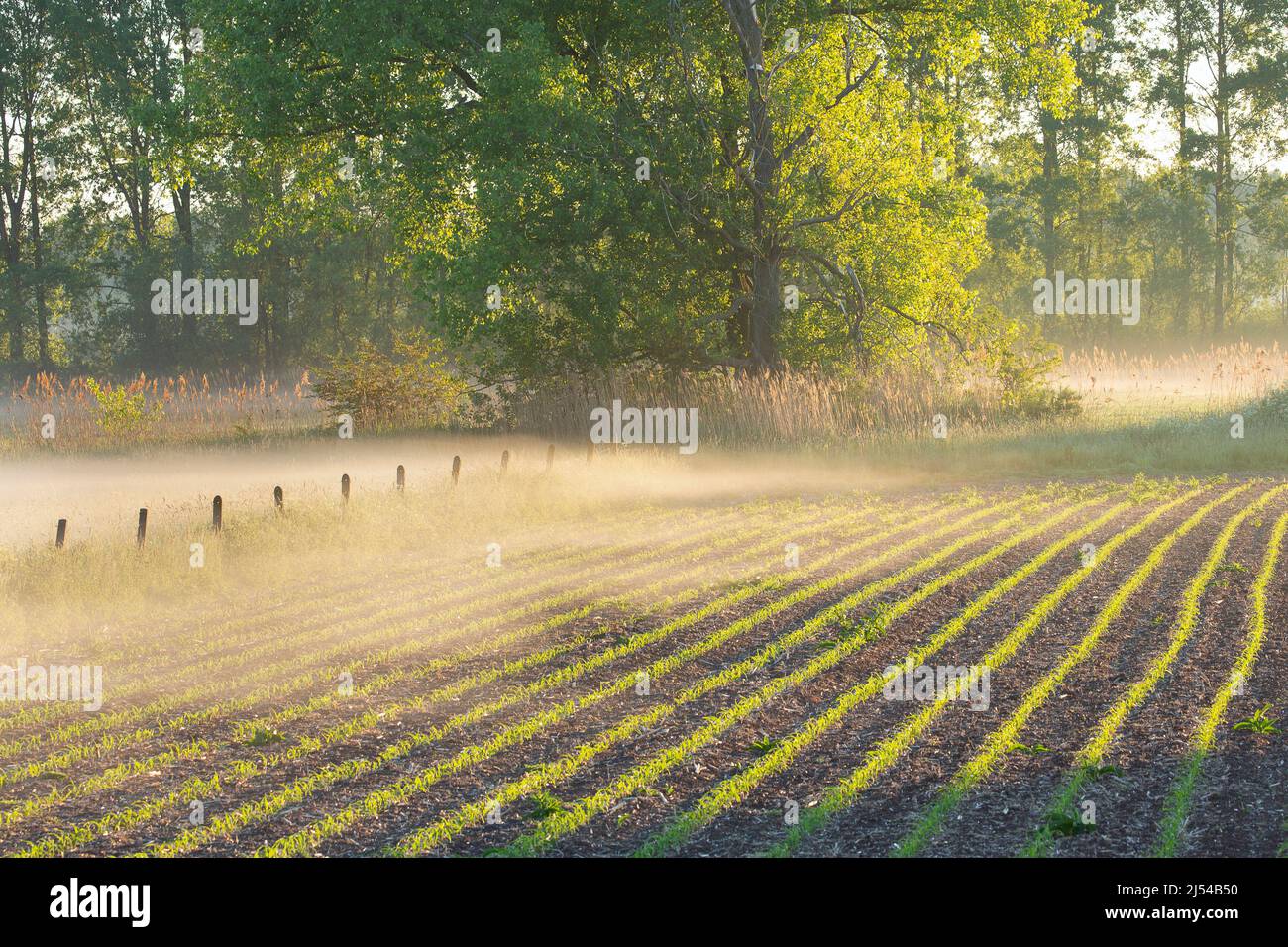 Indian corn, maize (Zea mays), maize field in mist and morning sun, Belgium, Zingem Stock Photo