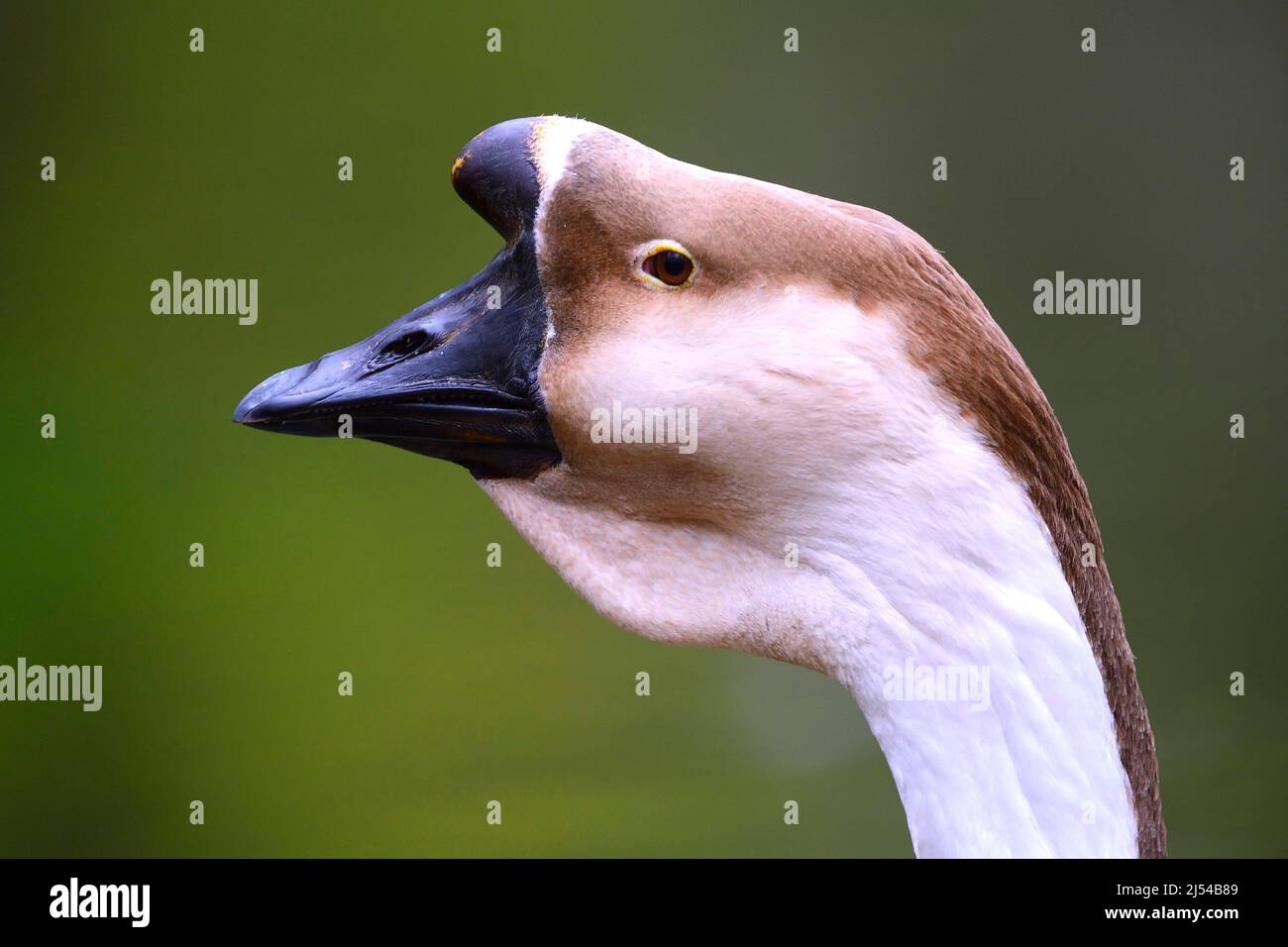 Swan Goose, Brown African Goose (Anser cygnoides), portrait Stock Photo