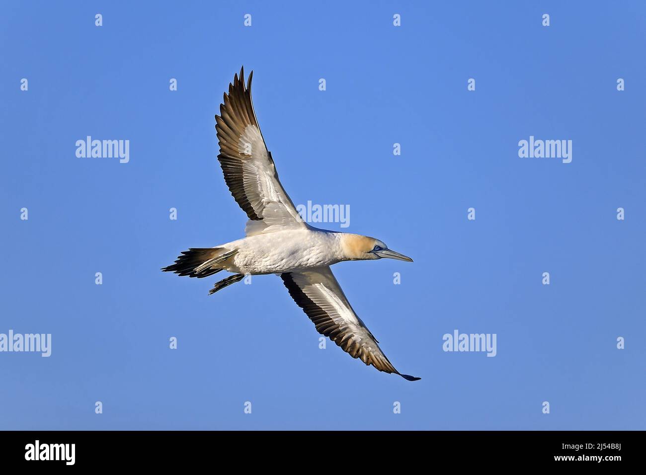 Cape gannet (Morus capensis), in flight, South Africa, Western Cape, Lamberts Bay Stock Photo