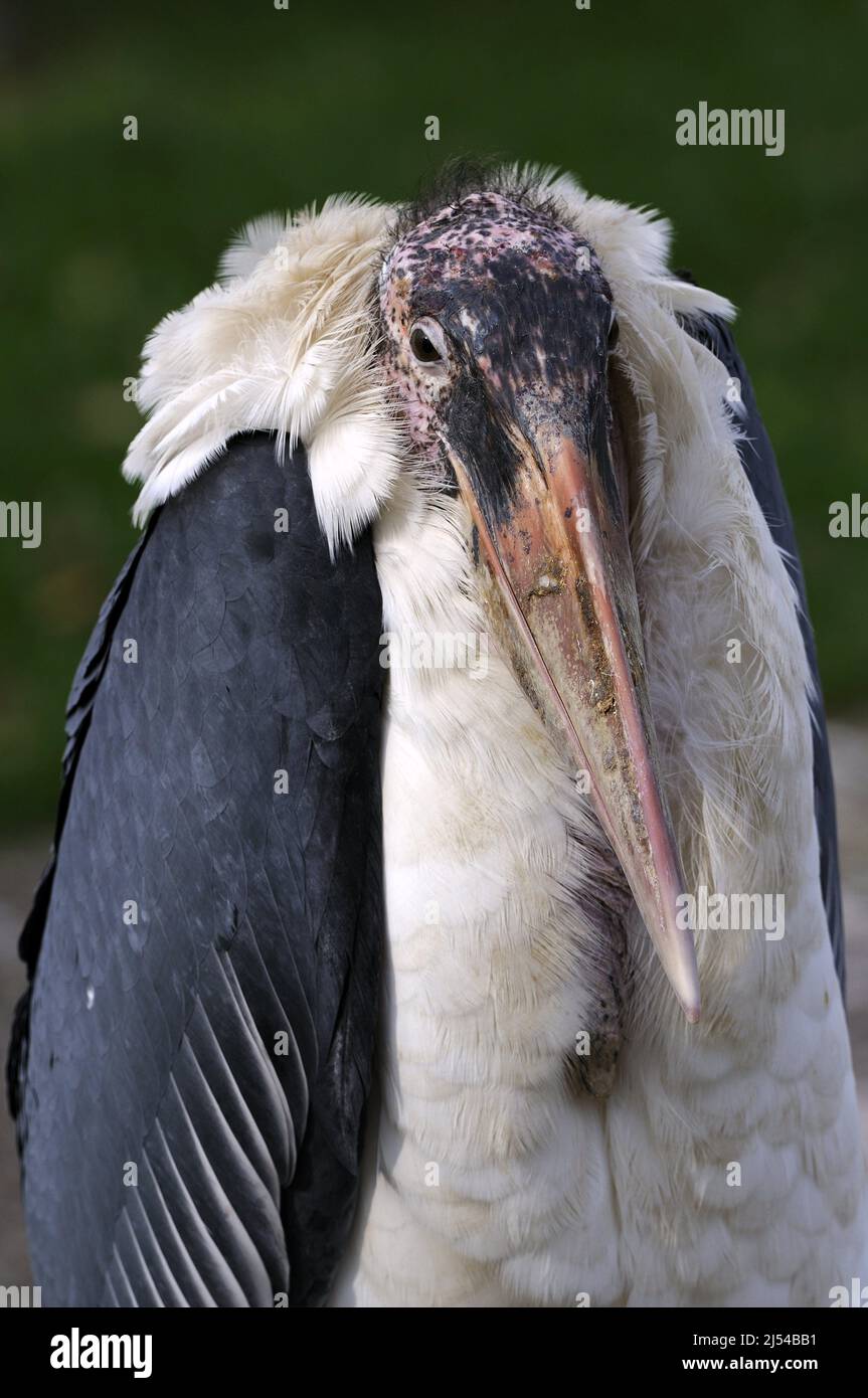 marabou stork (Leptoptilos crumeniferus), portrait Stock Photo