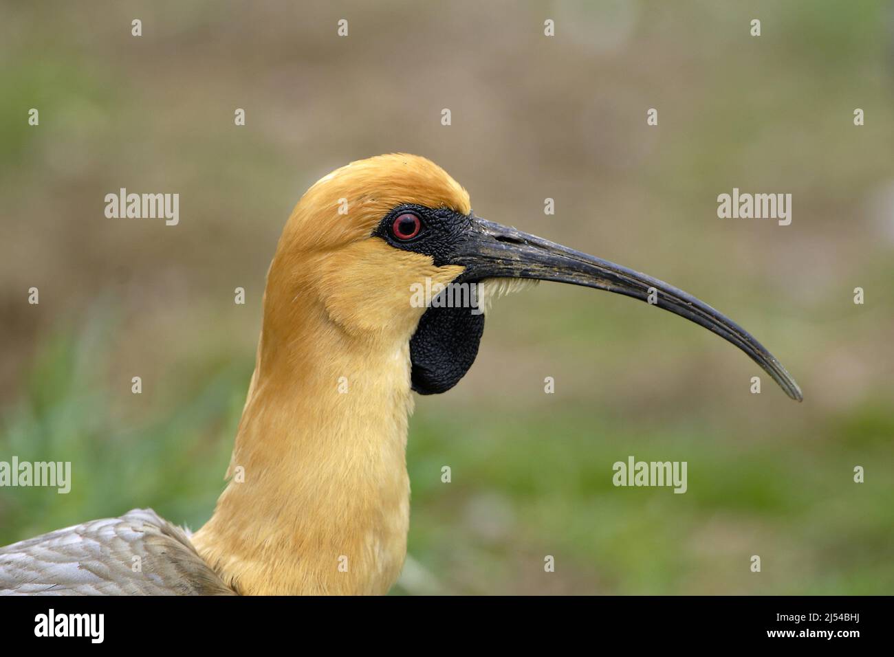 black-faced ibis (Theristicus melanopis), portrait Stock Photo