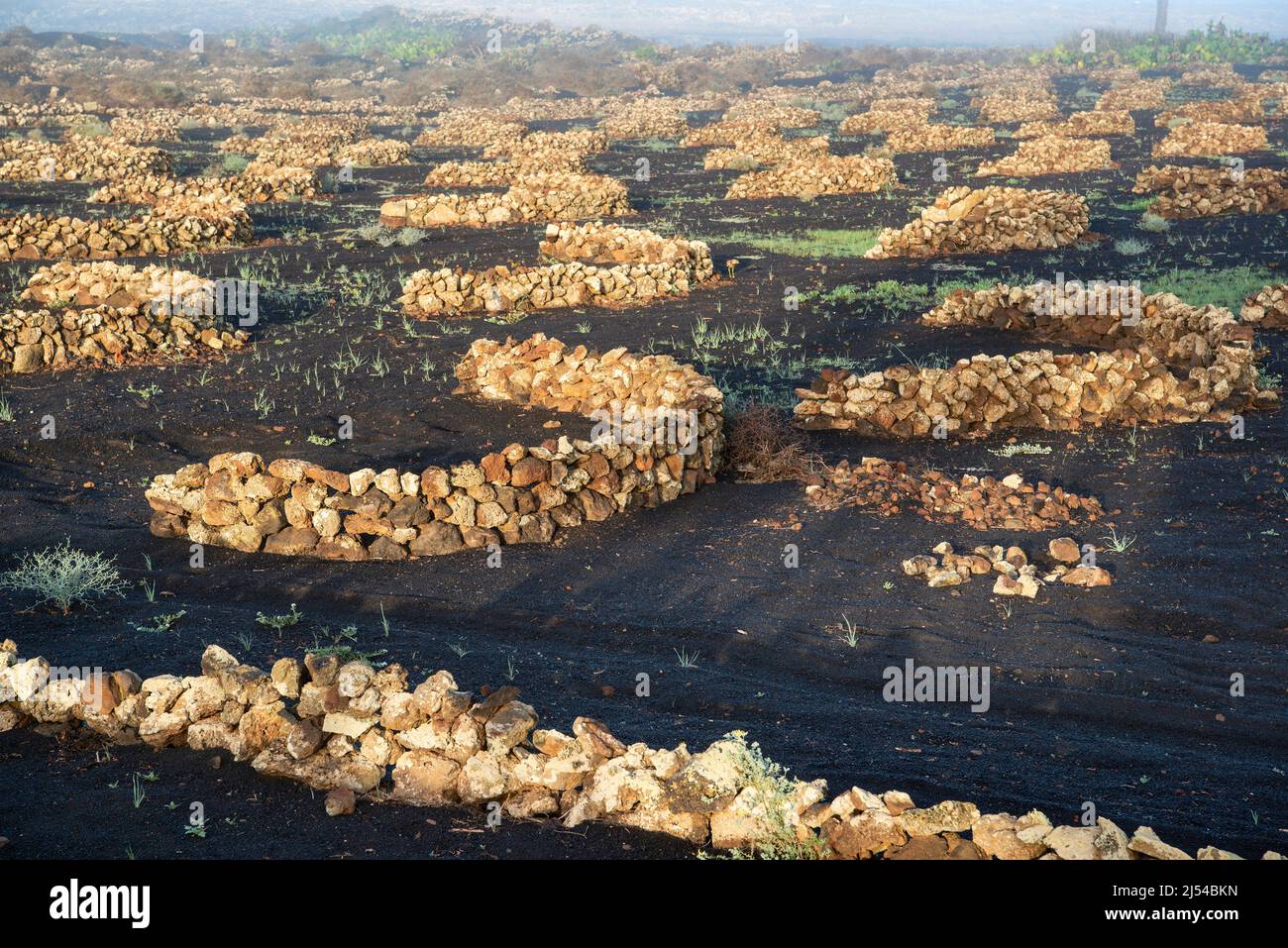 Grapevines with wall made from lava rocks in morning mist, vine cultivation on volcanic ash, dry cultivation method, Canary Islands, Lanzarote, La Ger Stock Photo