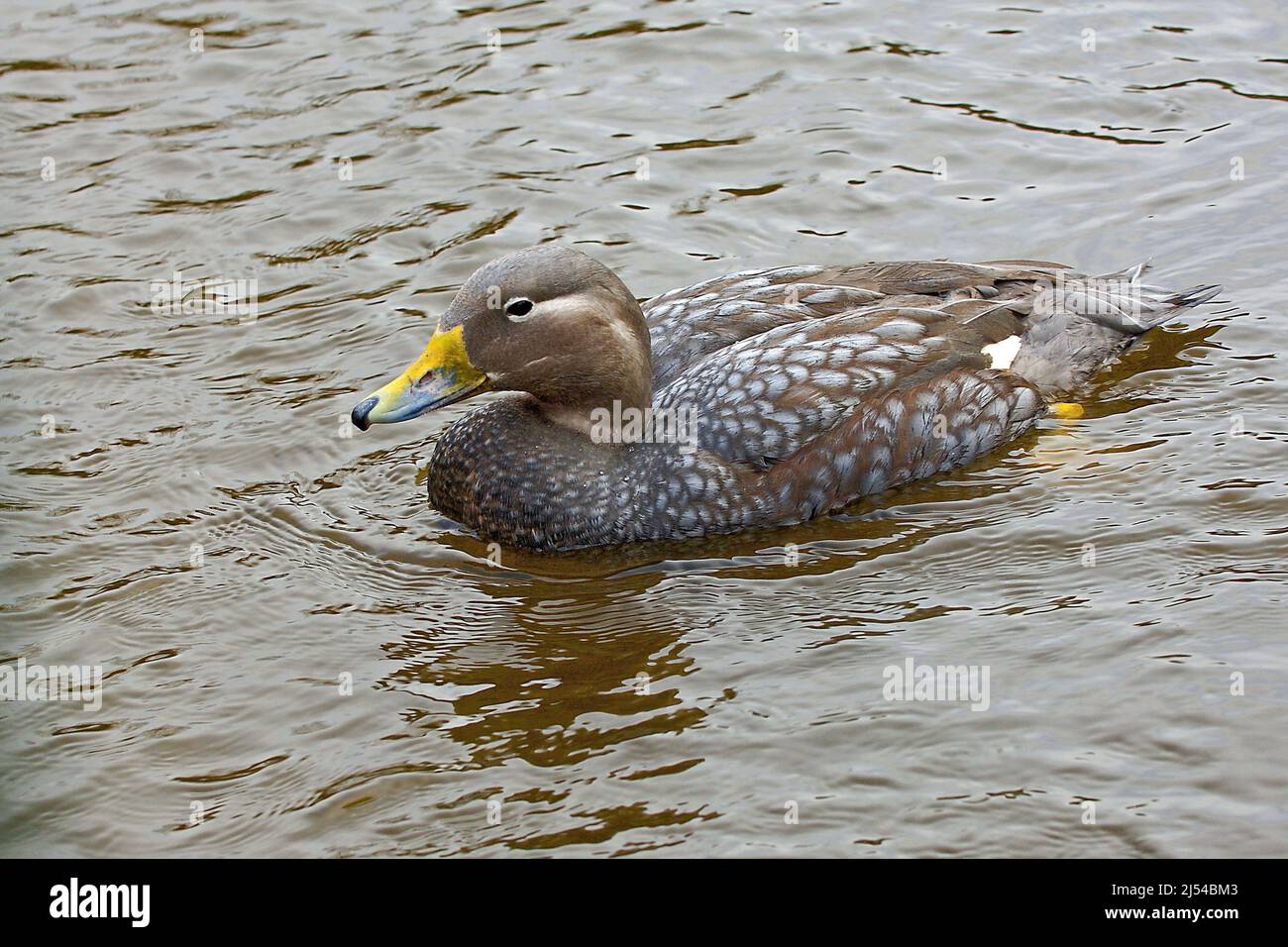 flying steamer duck (Tachyeres patachonicus), swimming, Ecuador Stock
