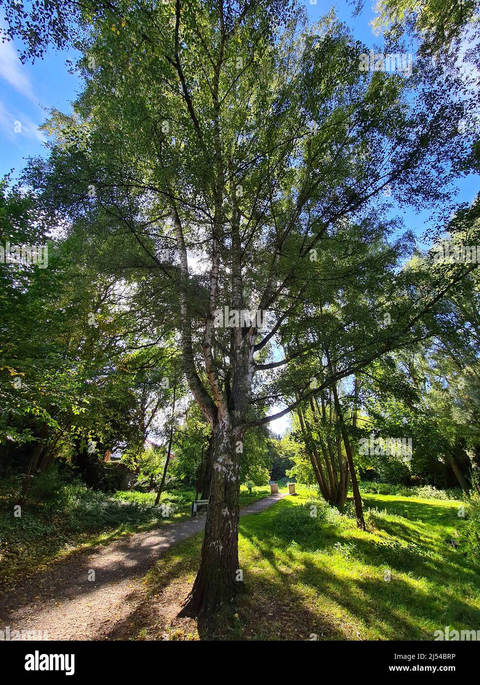 common birch, silver birch, European white birch, white birch (Betula