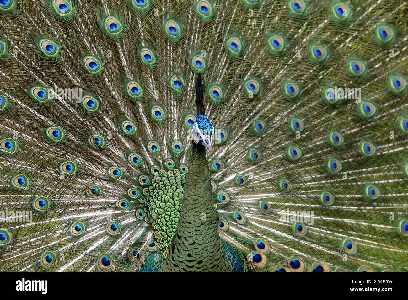 green peafowl (Pavo muticus), male spreading tail feathers Stock Photo