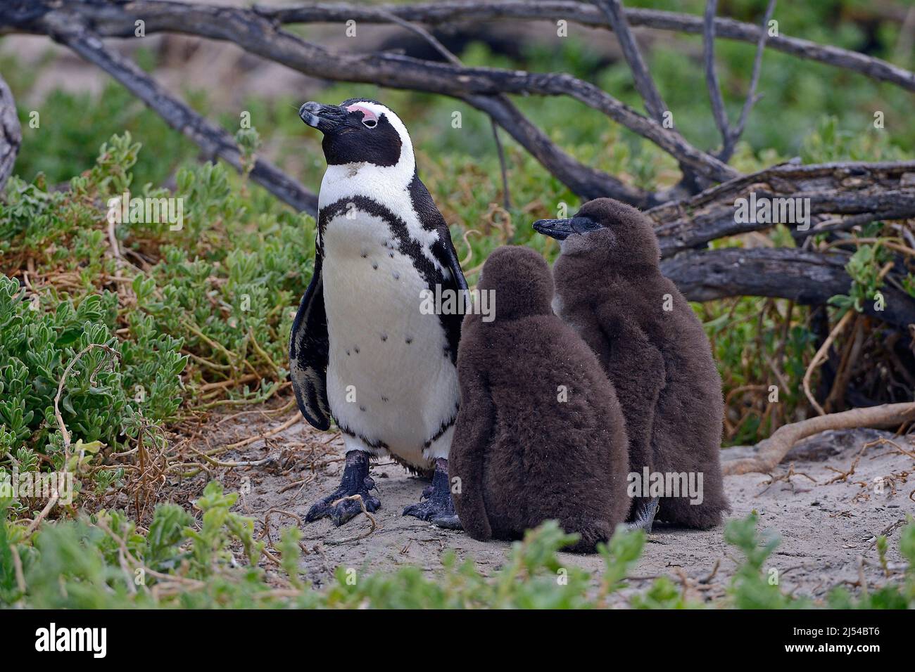 Jackass penguin, African penguin, Black-footed penguin (Spheniscus demersus), adult with juveniles, South Africa, Western Cape, Boulders Beach Stock Photo