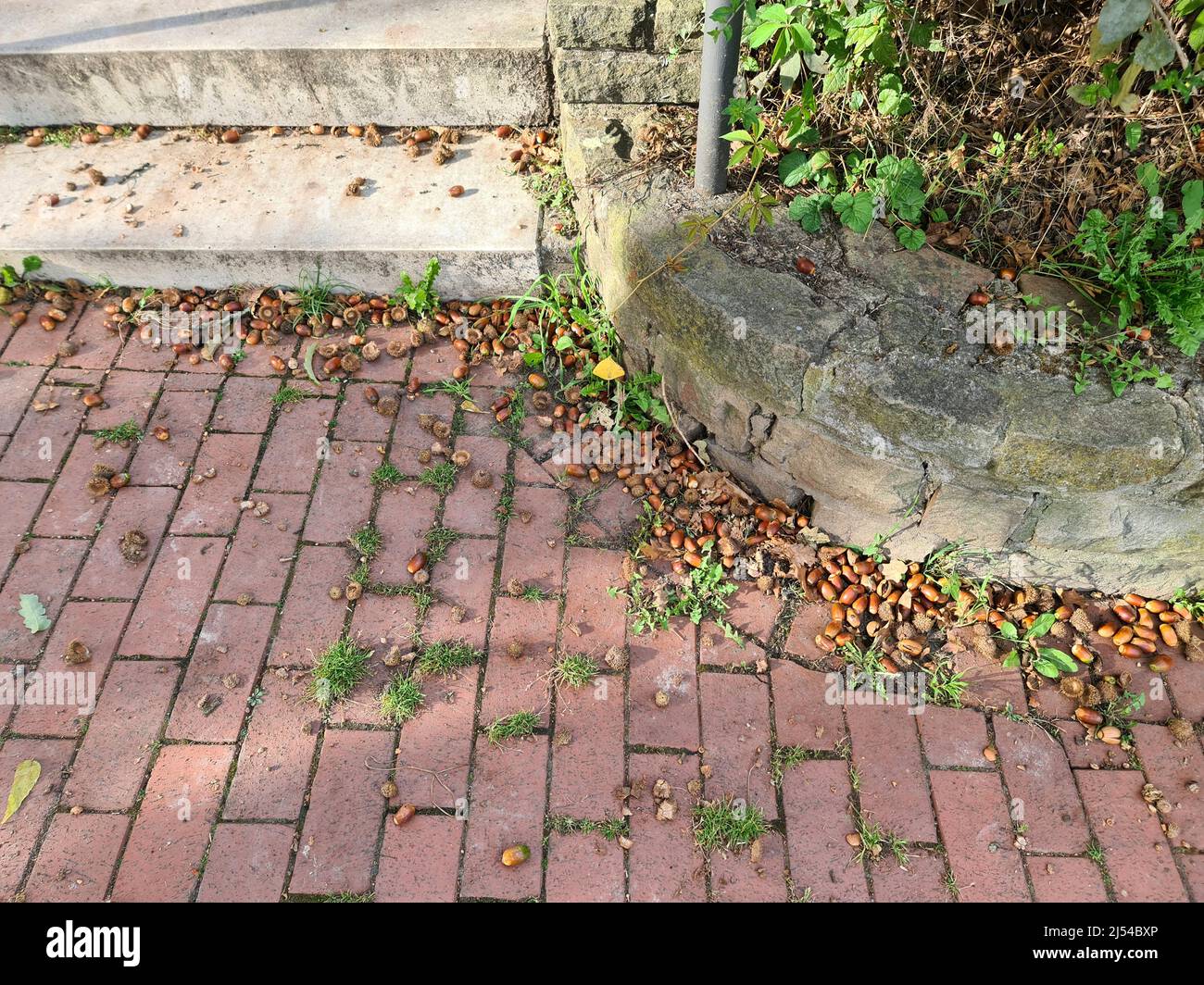 Turkey oak (Quercus cerris), fallen acorns on a pavement, Germany Stock Photo