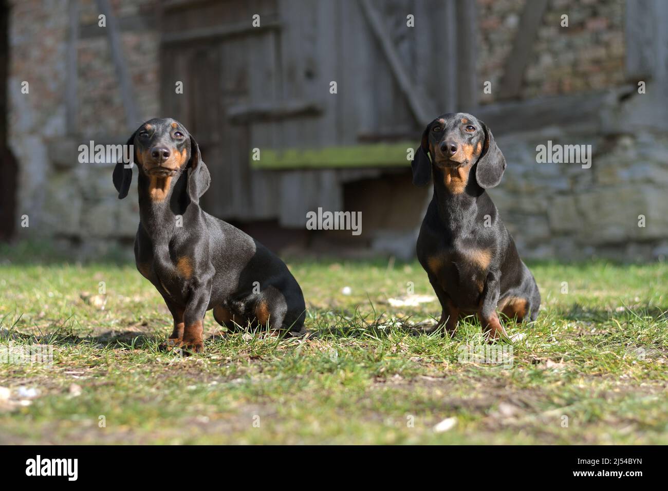 Short-haired Dachshund, Short-haired sausage dog, domestic dog (Canis lupus f. familiaris), two short-haired Dachshunds sitting in front of an old Stock Photo
