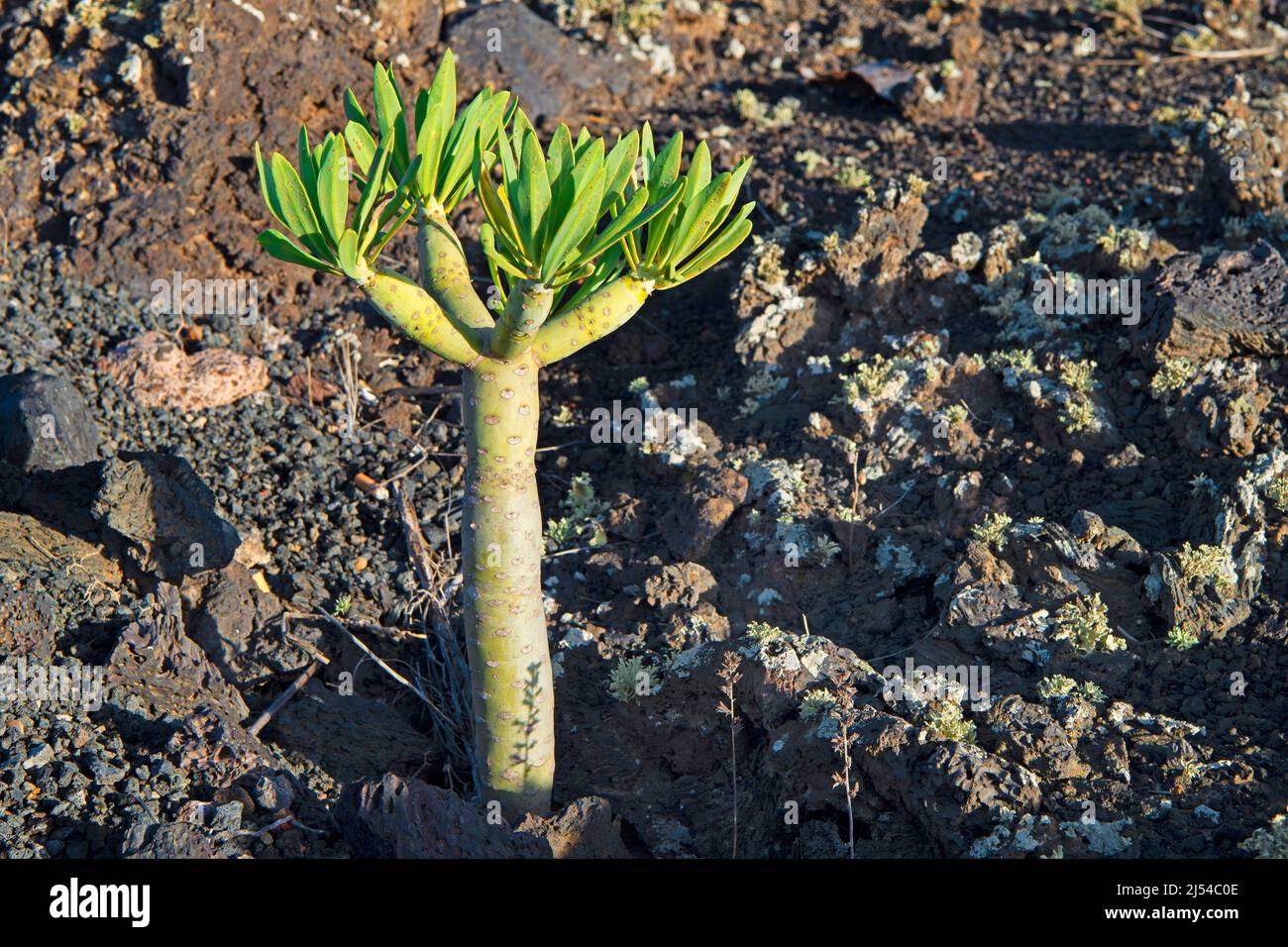 Verode, Berode  (Kleinia neriifolia, Senecio kleinia), between lava rocks, Canary Islands, Lanzarote, Mancha Blanca Stock Photo