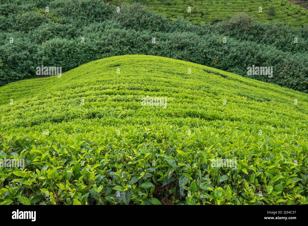 tea plantation in ella srilanka Stock Photo Alamy