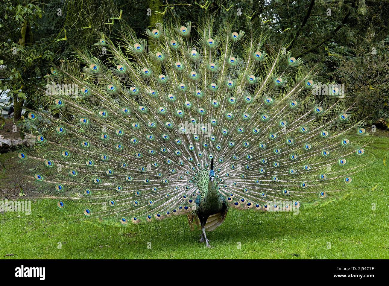 green peafowl (Pavo muticus), male spreading tail feathers Stock Photo ...