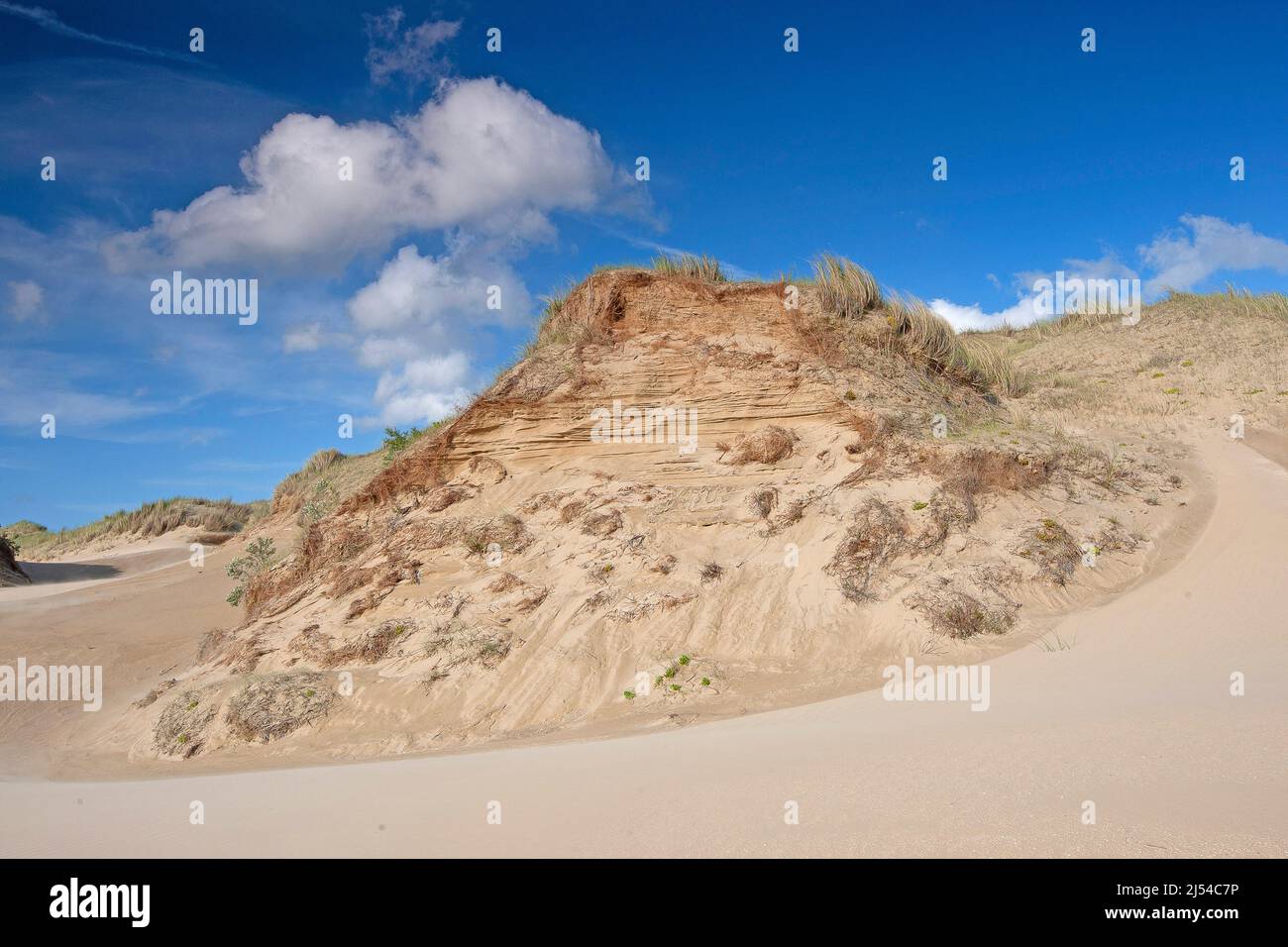 Dune landscape at the coast of the North Sea, Belgium, West Flanders, De Westhoek Nature Reserve, De Panne Stock Photo