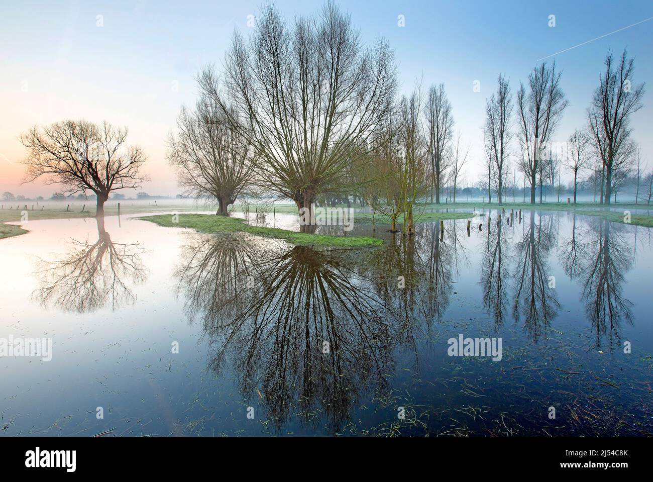 Pollard willow trees in flooded area, Belgium, West Flanders, Leiemeersen, Waregem Stock Photo