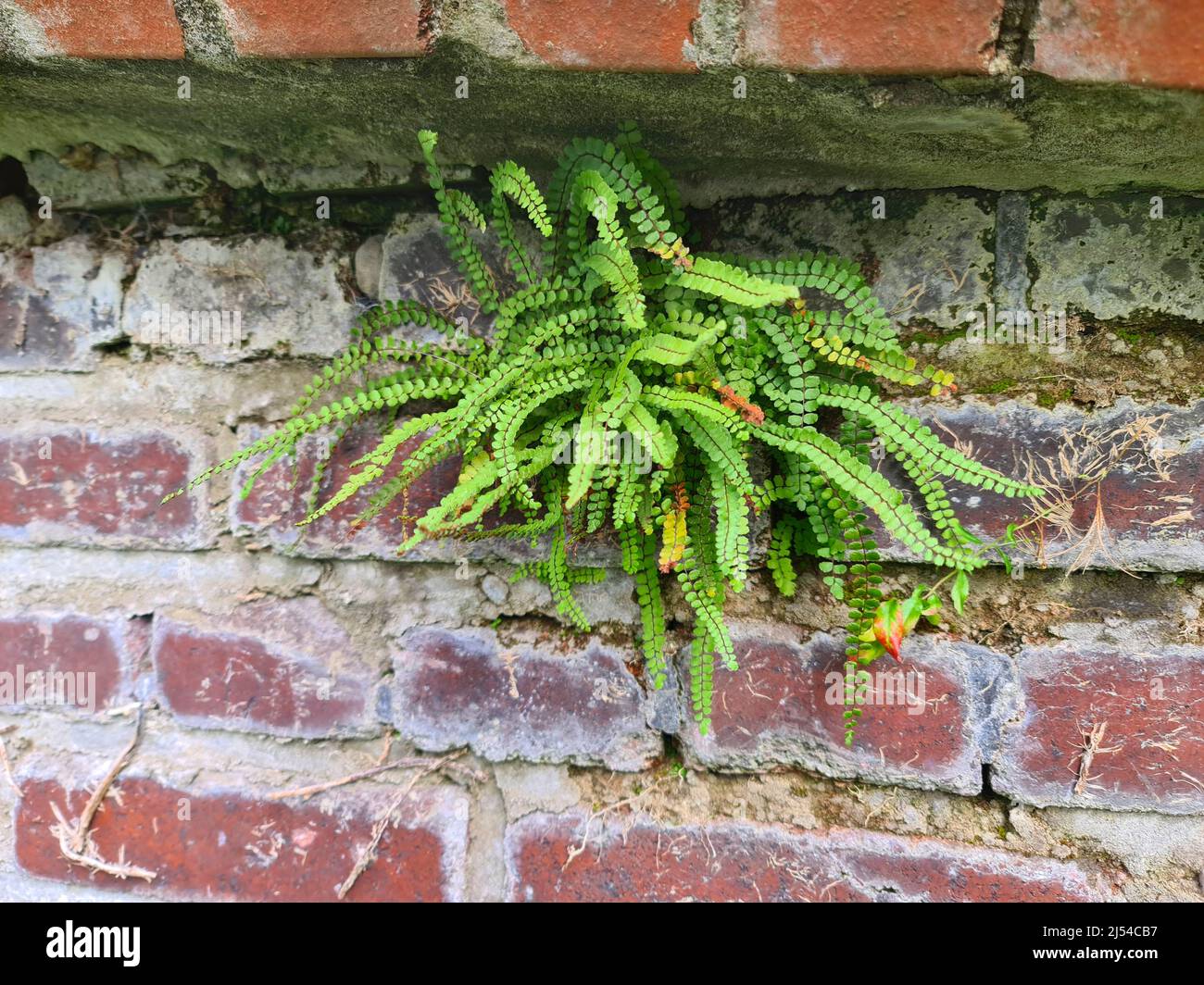 Maidenhair spleenwort, Common maidenhair (Asplenium trichomanes), on an old wall, Germany Stock Photo