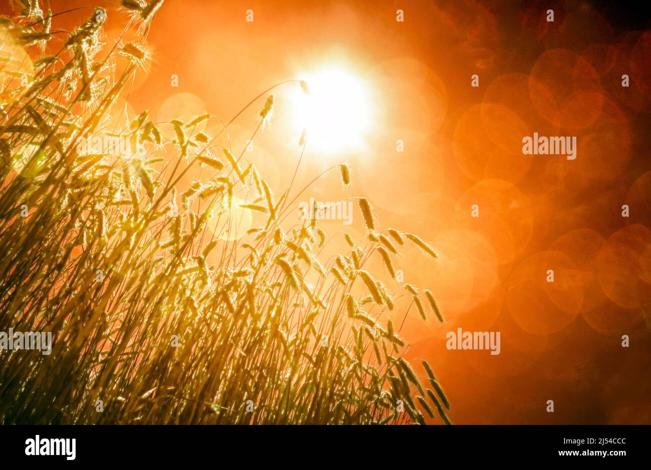 cultivated rye (Secale cereale), ripe grain field in the back light, Austria Stock Photo